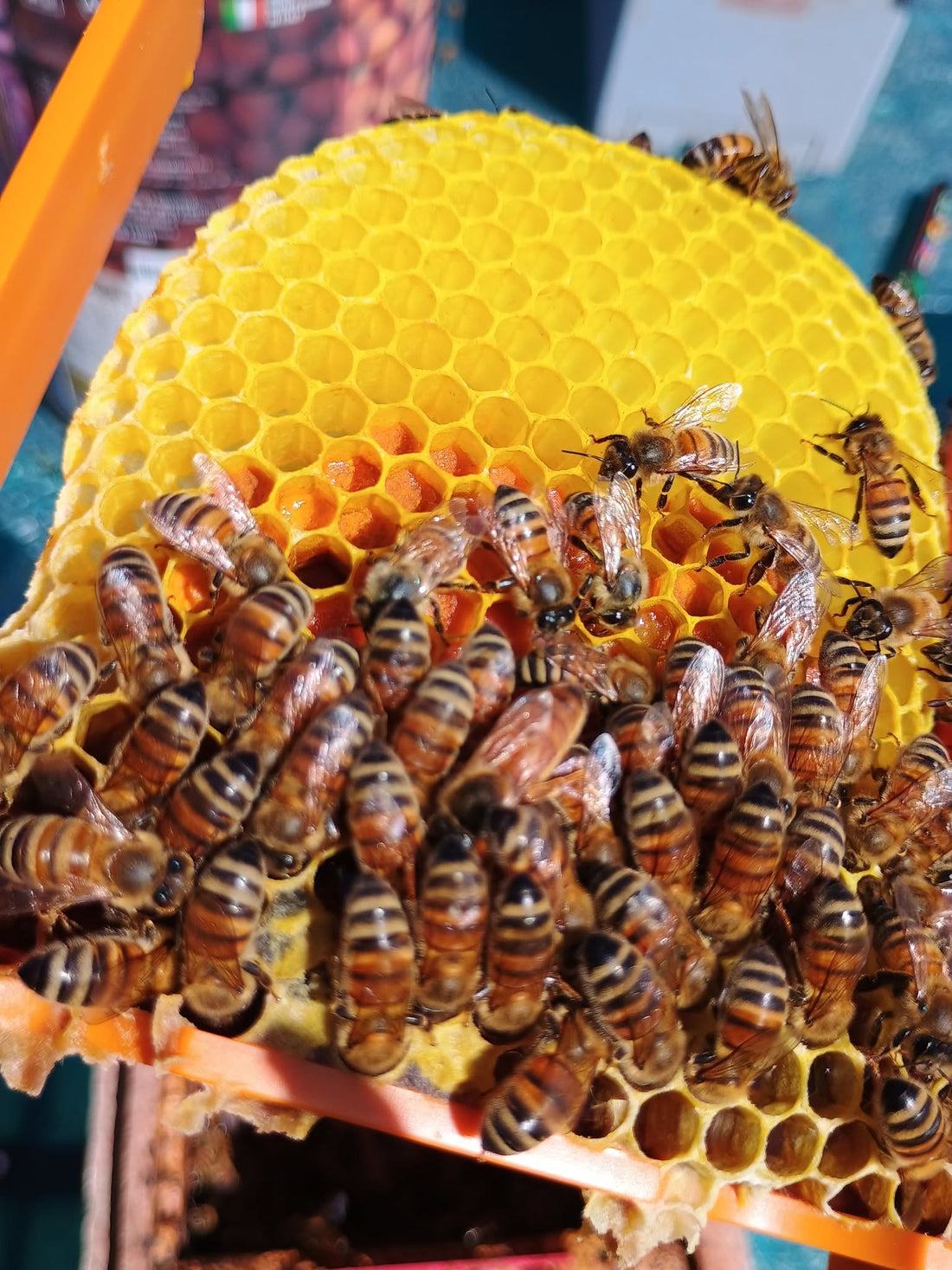 The Honey That Never Crystallizes: Surprising Facts About Asphodel