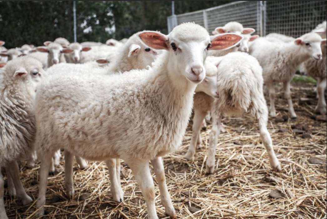 "Could This Ancient Sardinian Cheese Be the Healthiest Food You'll Ever Taste? Science Says Yes"
